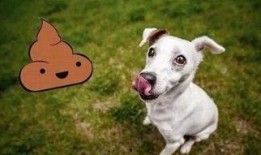 视频爆料狗狗吃屎怎么办,狗狗吃屎行为解析及纠正方法